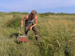 Cranberry Terschelling BV