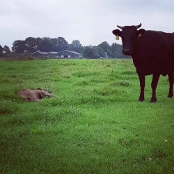 Jan Steenbergen Biologisch Vlees