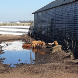 Fokkersfarm