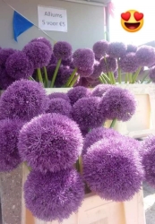 Schilder Alliums