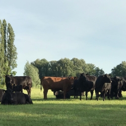 Neder-Oudland Farm
