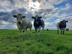Boerderijwinkel Uppel's weidevlees