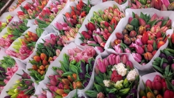 Flowers by Maaike
