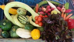 De Moestuin
