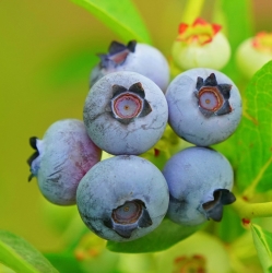 Blauwe Bessenpluktuin Elim