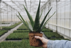 Dr. Green Aloë vera