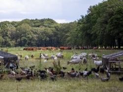 Boeren in het Bos