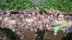 Escargotskwekerij ‘t Slakkenhuys 
