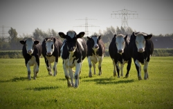 Damster Boerenzuivel en Vlees