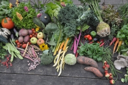 De Tuin naast de Branding