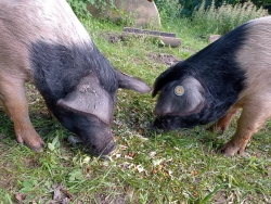 Kim's Scharrelvarkens 
