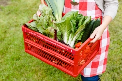 Landzicht Biologisch groentenabonnement