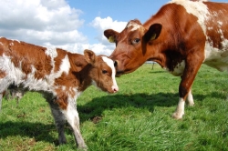Biologische boerderij De Beekhoeve