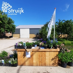 Struijk tuinplanten