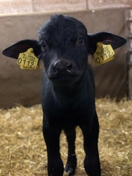 Waterbuffelboerderij de Mulder