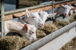 Geitenhouderij/Zorgboerderij  t'Roode Hart