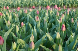Bloemetje Geluk
