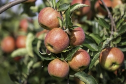 Vink Fruitboerderij 