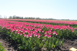 Roze tulpen in bloei.JPG