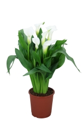 Calla Fresco wit.jpg