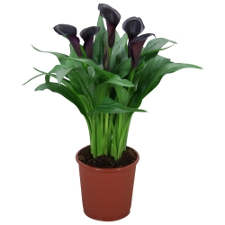 Calla Odessa zwart.jpg