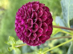 IMG_4093.jpeg