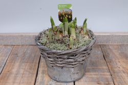 Zinkrieten bakje met narcissen.JPG