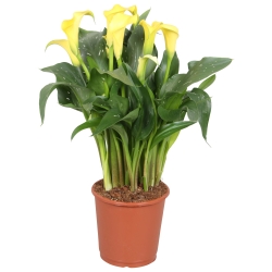 Calla Morelli geel.jpg
