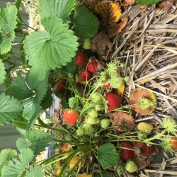 aardbeien.JPG