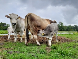 6. Stukje Haarlem - Boerderij Sinneveld.jpg