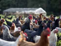 cursus kippen houden diversiteit natuurlijke landbouw.jpg