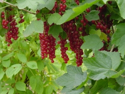 fruit 4.JPG