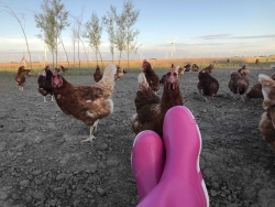 Tulpenroute1.jpg