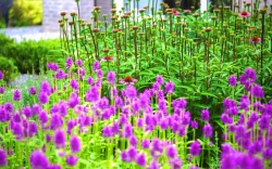 moderne_tuin_met_bloemen.jpg