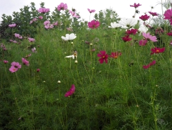 20160916_09.JPG