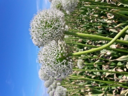 Allium white giant in elkaar gedraaid.jpg