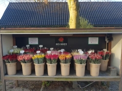foto bloemenstal - kopie.jpg