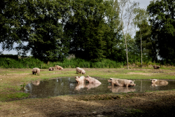 2407 134A2066 Wintelre zeugen modderpoel kl.png