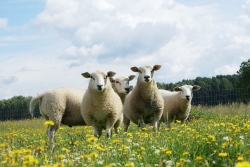grote lammeren in de wei.JPG
