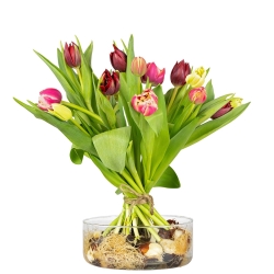 gemengde_tulpenschoof_transparant_schaal.jpg