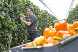 Frank-Bakker-paprika-5-1024x683.jpg