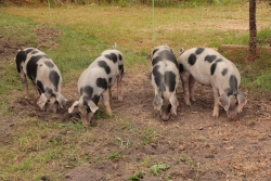 Bonte bentheimer varkens.jpg
