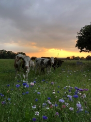 vlees buiten lucht.jpeg