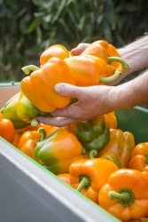 Frank-Bakker-paprika-14-683x1024.jpg