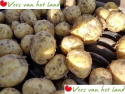 Nieuweoogst.jpg