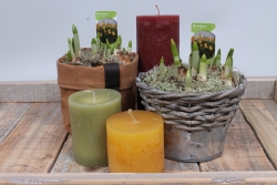 Mooie narcissen voor in huis.JPG