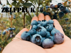 Zelfpluk.jpg
