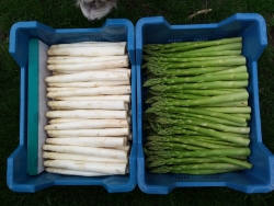 groen wit.jpg