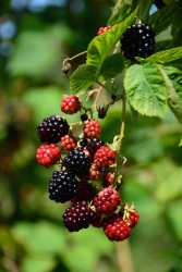 17C6F745-C9C2-442D-A5DE-D63D867416AA.jpeg