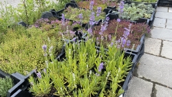 IMG_9424.jpeg